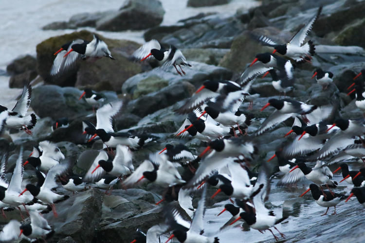 a flock of black and white birds with red beaks flying near a rocky body of water