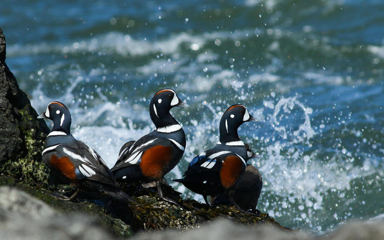 three harlequin ducks perched on a rock, staring out into the sea