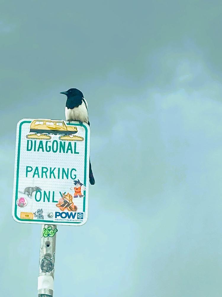 bird perched on a street sign