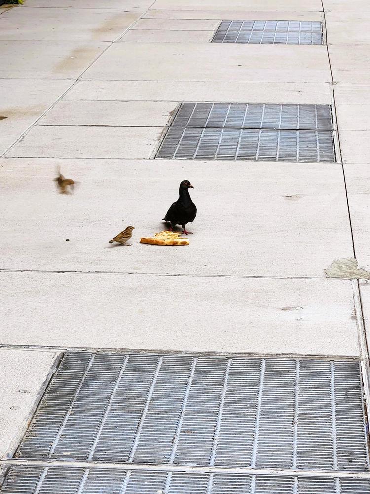 pigeon standing on a sidewalk next to a slice of pizza