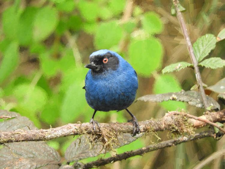 an extremely realistic painting of a blue flowerpiercer bird perched on a branch
