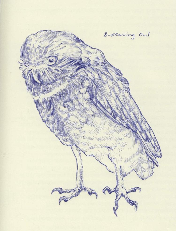 a drawing of an owl standing on its legs