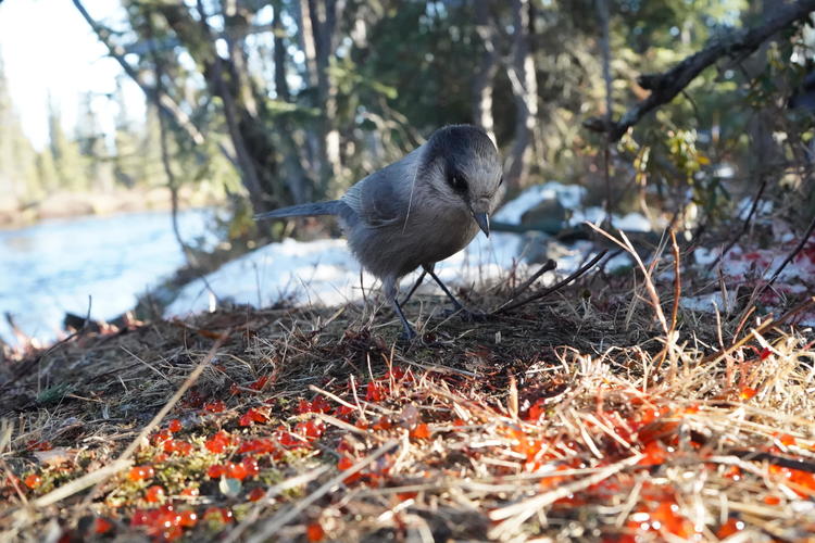 a bird standing in front of a bunch of red roe in straw on the ground