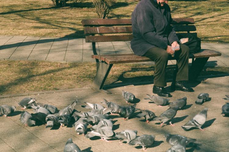 pigeons next to a person sitting on a park bench