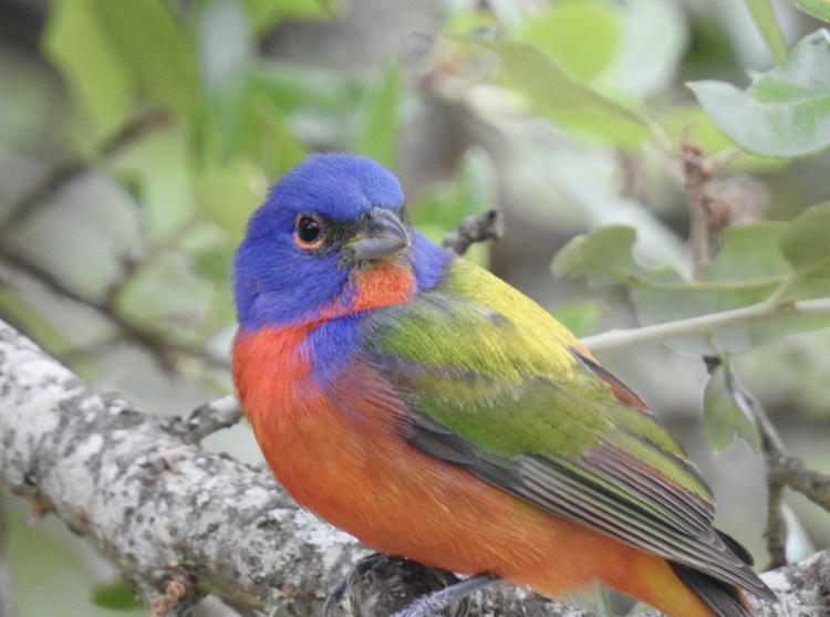 a bird with vibrant blue, red, and green/yellow patches