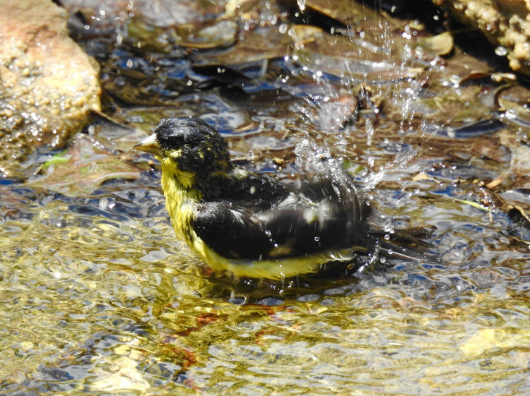 bird in a river shaking its tail to get water off of its back