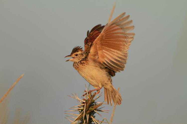 light brown bird perched on a cactus with its wings spread out as if about to take flight