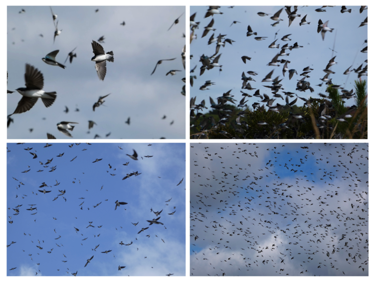 four photos of a flock of birds from different scales, ranging from up close to flock view