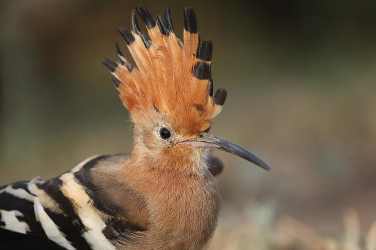 bird with upright orange feathers with black coloration on the tips