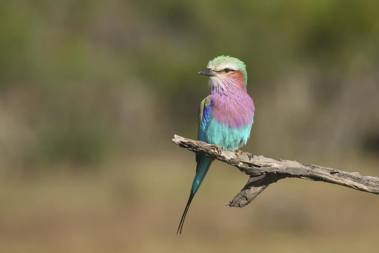 bird with a lilac breast and teal bottom and tail perched on a branch