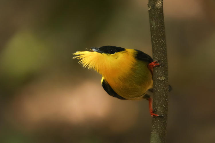 a manakin with gold breasts holding on to a vertical tree branch