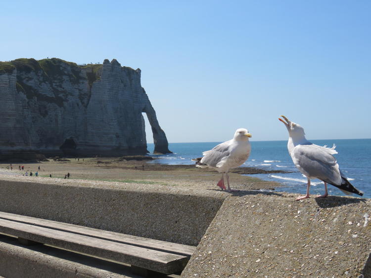 seagulls atop of a bench by the beach seemingly laughing