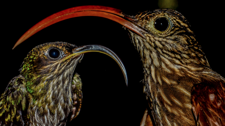 two birds with long and downward-curved beaks 
