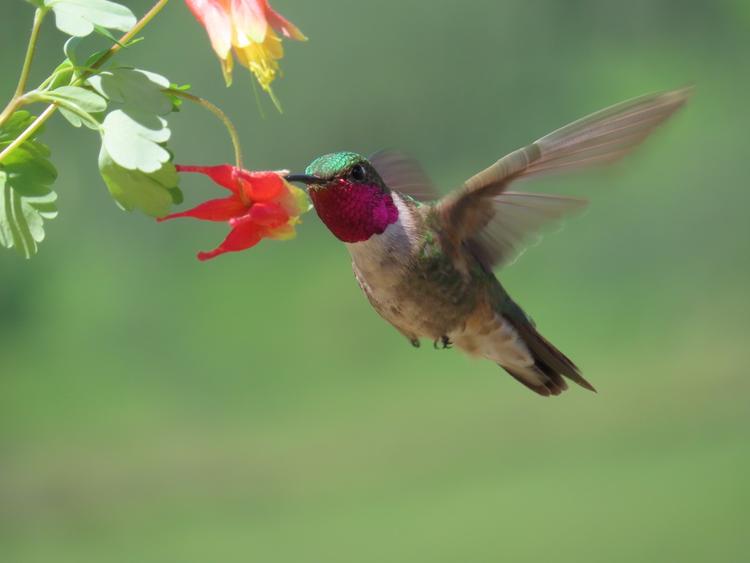 hummingbird in flight drinking from a flower