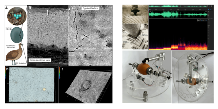 two images; the one on the left shows microscopic images of egg layer structures; the one on the right shows a metal contraption holding an egg and producing sound from it, similar to a record player